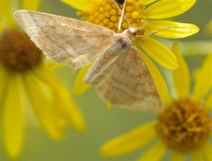 Idaea macilentaria