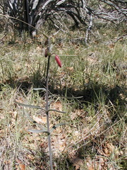 Fritillaria gentneri
