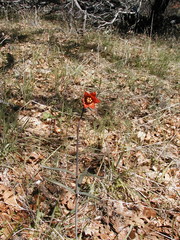 Fritillaria gentneri
