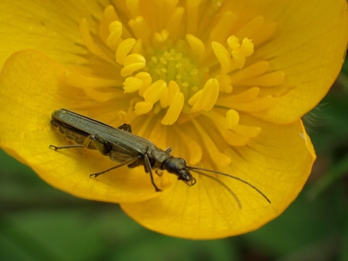 Oedemera virescens nuotrauka