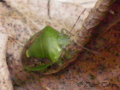 Plautia crossota