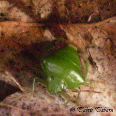 Plautia crossota