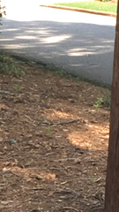 Hylocichla mustelina