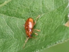 Neocrepidodera transversa