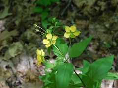 Lysimachia tonsa