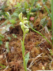 Pseudorchis straminea