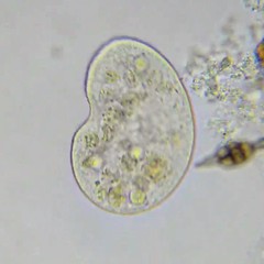 Colpoda cucullus