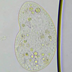 Colpoda cucullus