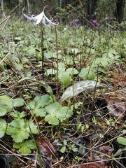 Erythronium hendersonii