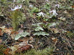 Erythronium hendersonii