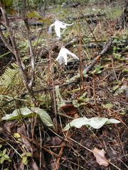 Erythronium hendersonii