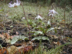 Erythronium hendersonii