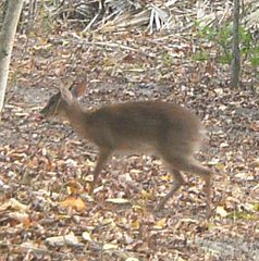 Nesotragus moschatus