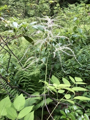 Aruncus