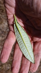 Eriodictyon trichocalyx lanatum