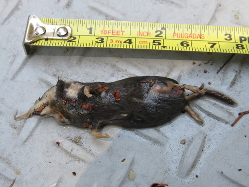 Saussure's Shrew