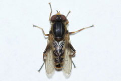 Anasimyia anausis