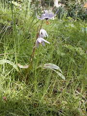 Erythronium hendersonii