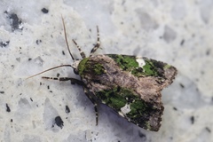 Prometopus flavicollis