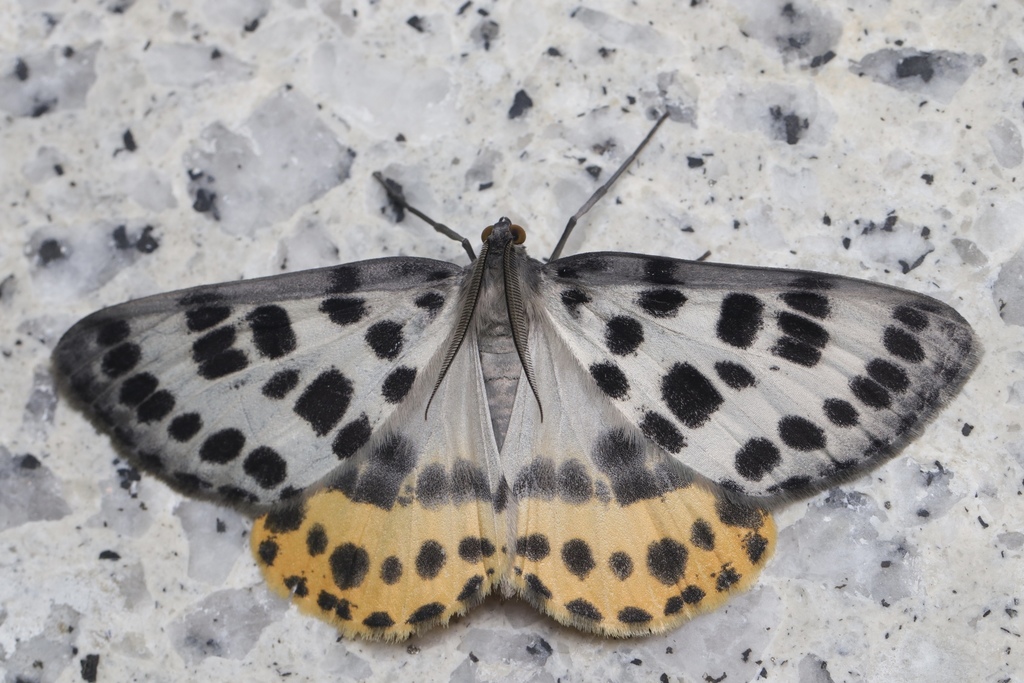 Arichanna gaschkevitchii