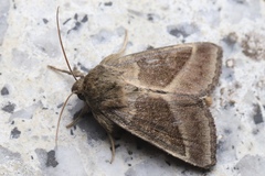 Pyrrhia bifasciata