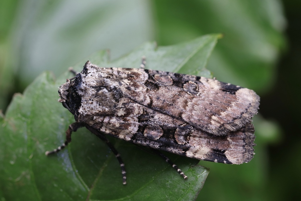 Xestia undosa