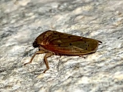 Ponana quadralaba