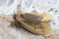 Kuromondokuga niphonis