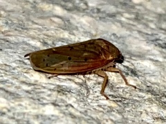 Ponana quadralaba