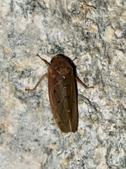 Ponana quadralaba