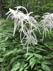 Aruncus