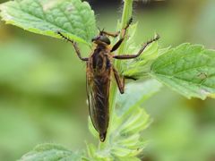 Eutolmus rufibarbis