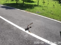 Monoceromyia annulata