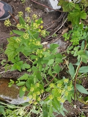 Osmorhiza occidentalis