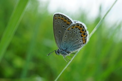 Plebejus argyrognomon