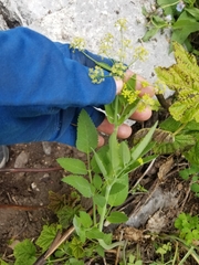 Osmorhiza occidentalis