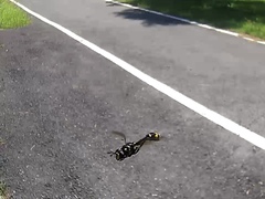 Monoceromyia annulata