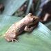 Bandeirantes Snouted Tree Frog - Photo (c) Archiverde, some rights reserved (CC BY-NC), uploaded by Archiverde