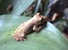 Bandeirantes Snouted Tree Frog - Photo (c) Archiverde, some rights reserved (CC BY-NC), uploaded by Archiverde