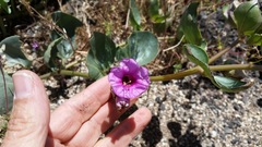 Mirabilis multiflora pubescens