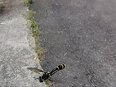 Monoceromyia annulata