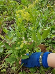 Osmorhiza occidentalis