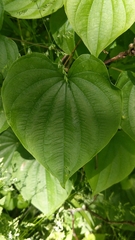 Dioscorea villosa
