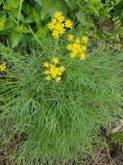 Lomatium triternatum triternatum
