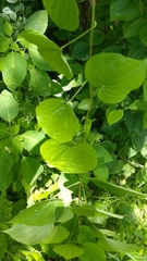 Dioscorea villosa