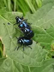 Chrysochus asclepiadeus