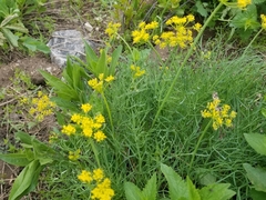 Lomatium triternatum triternatum