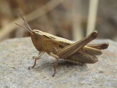 Omocestus panteli