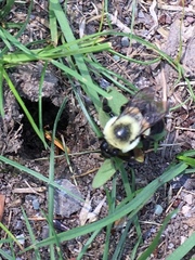 Bombus impatiens