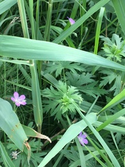 Geranium collinum